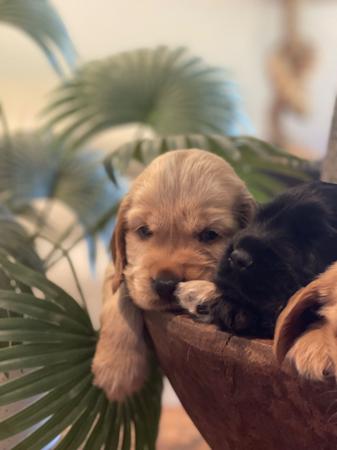 Cocker Spaniel for sale by ASHERANCE