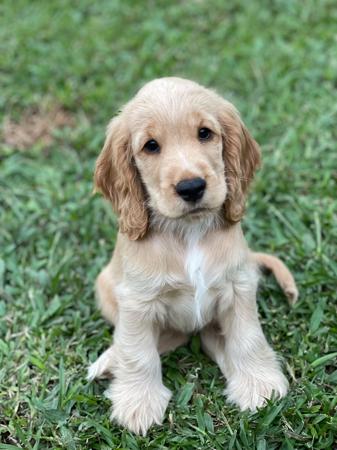 Cocker Spaniel for sale by ASHERANCE