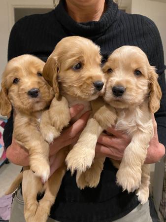 Cocker Spaniel for sale by ASHERANCE