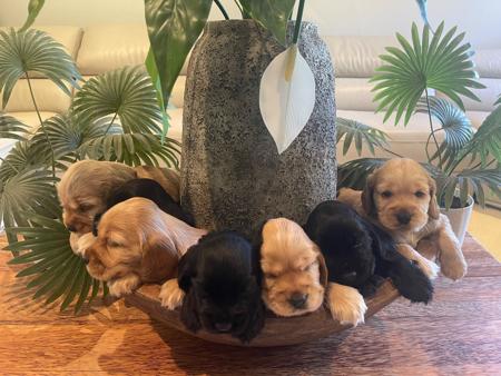 Cocker Spaniel for sale by ASHERANCE