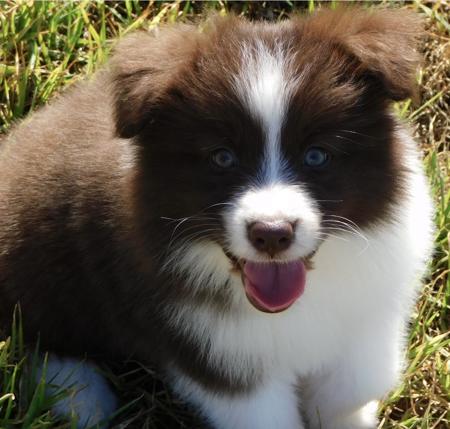 Border Collie puppy for sale by AURICULA