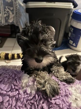 Schnauzer (Miniature) puppy for sale by AUSBOUTIQU