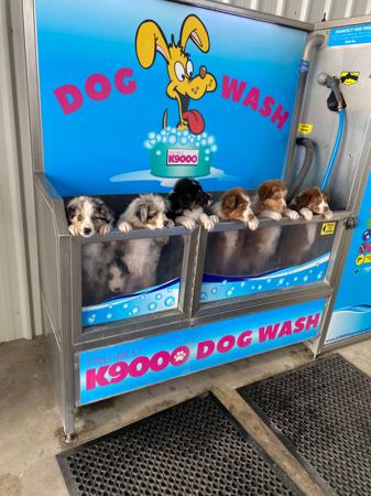 Australian Shepherd puppy for sale by AUSSANDA