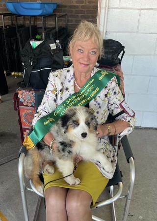 Denimcreek Bentleigh Bliss Miniature American Shepherd