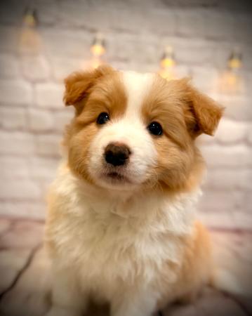 Border Collie puppy for sale by AVONELBCS