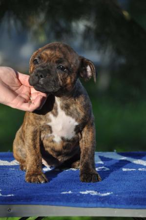 Staffordshire Bull Terrier puppy for sale by AWESUM