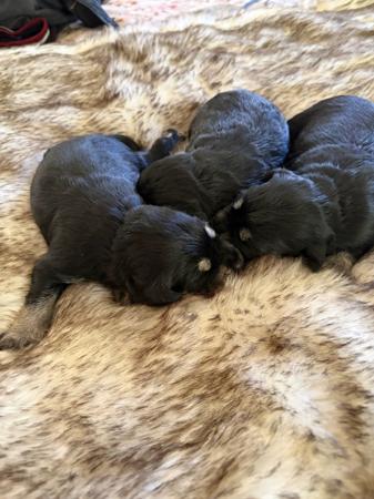 Schnauzer (Miniature) puppy for sale by BABETAL