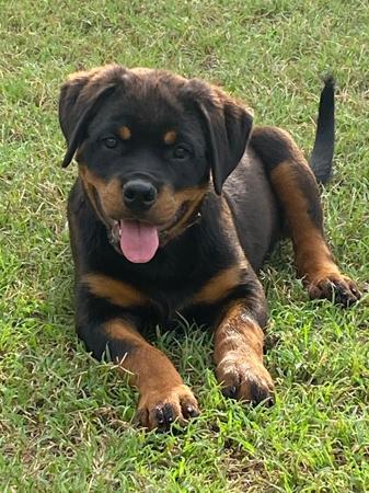 Rottweiler for sale by PASKARLA