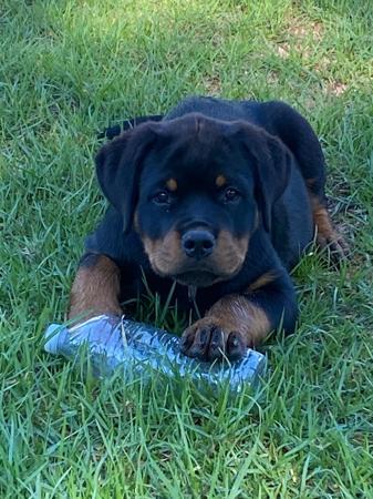 Rottweiler for sale by PASKARLA