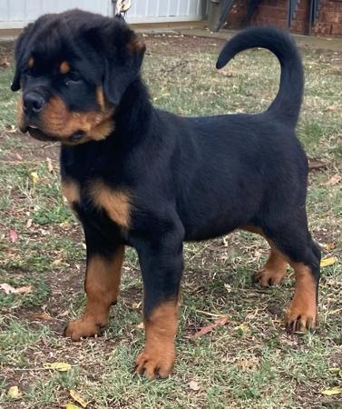 Rottweiler for sale by PASKARLA