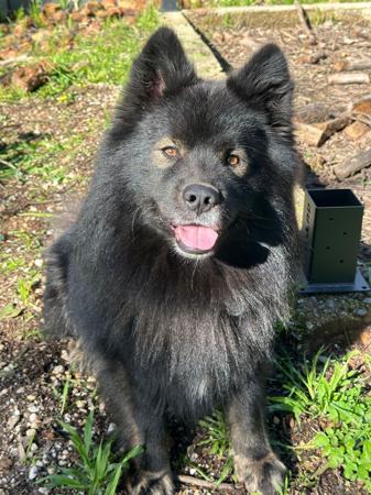 Finnish Lapphund dog for sale by BANANARAMA