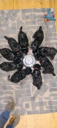Bedlington Terrier puppy for sale by BARJARZ