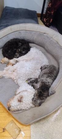 Bedlington Terrier puppy for sale by BARJARZ