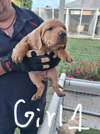 Labrador Retriever for sale by BARTSLABS