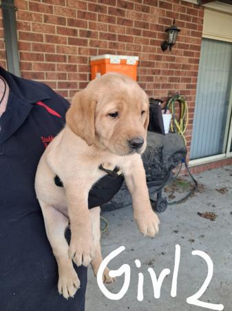 Labrador Retriever for sale by BARTSLABS