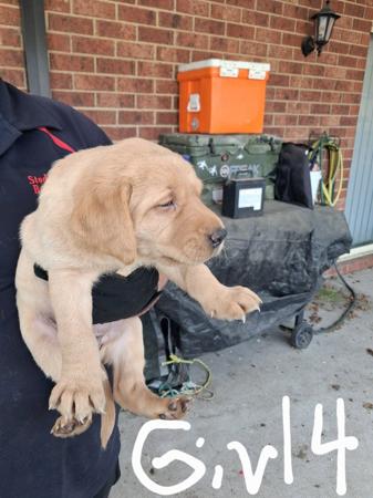 Labrador Retriever for sale by BARTSLABS