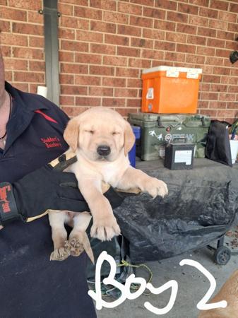 Labrador Retriever for sale by BARTSLABS