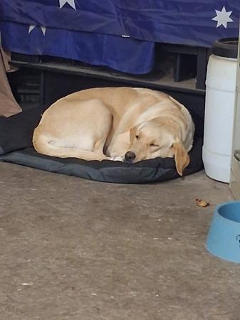 Labrador Retriever for sale by BARTSLABS