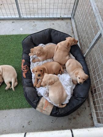 Labrador Retriever puppy for sale by BARTSLABS