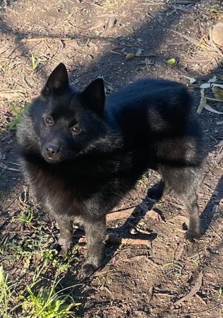 Schipperke dog for sale by BATEAUCHIEN