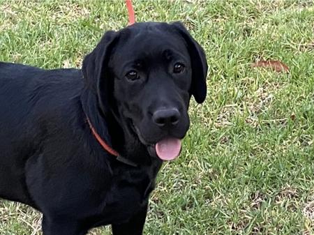 Baydonslane Bellaenchanted Labrador Retriever