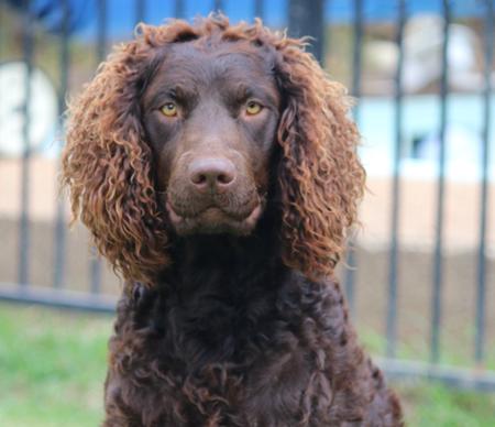 Murray River Retriever for sale by BBCURLYBROWN