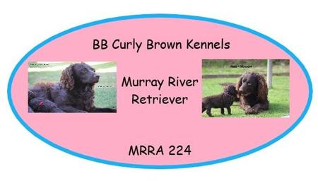 Murray River Retriever for sale by BBCURLYBROWN