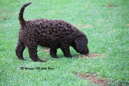 Murray River Retriever for sale by BBCURLYBROWN
