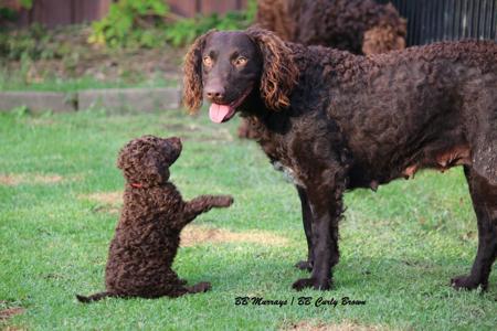 Murray River Retriever for sale by BBCURLYBROWN