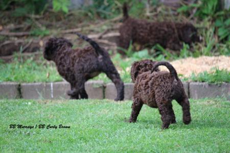 Murray River Retriever for sale by BBCURLYBROWN