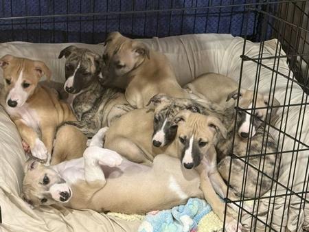 Whippet puppy for sale by BEAULORIEN
