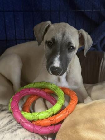 Whippet puppy for sale by BEAULORIEN