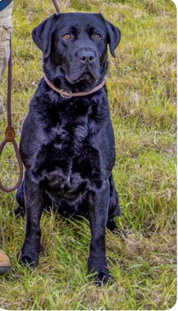 Labrador Retriever dog for sale by BEEREEGAN