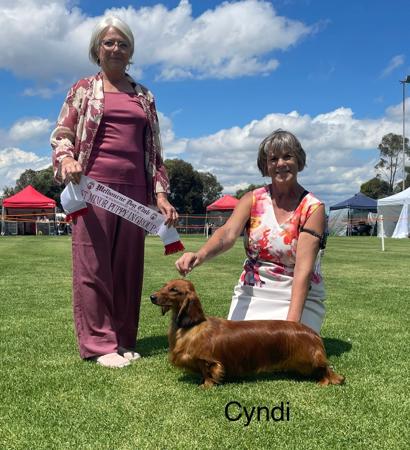 Aust Ch Belcara Time After Time Dachshund (Long Haired)