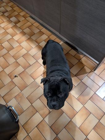 Staffordshire Bull Terrier dog for sale by BELLACOCKRAM