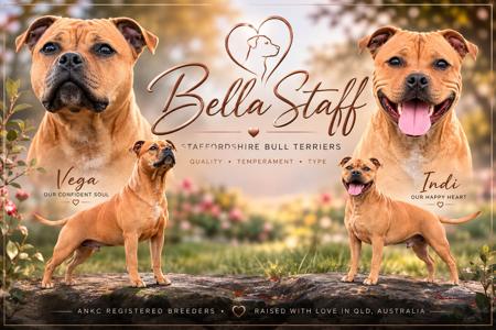 Staffordshire Bull Terrier for sale by BELLASTAFF