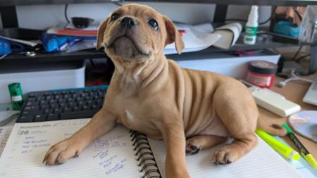 Staffordshire Bull Terrier for sale by BELLASTAFF