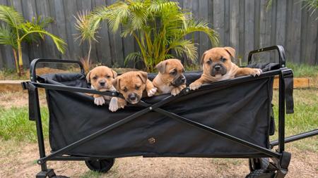 Staffordshire Bull Terrier for sale by BELLASTAFF
