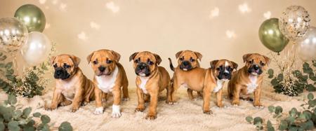 Staffordshire Bull Terrier for sale by BELLASTAFF