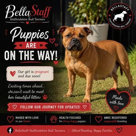 Staffordshire Bull Terrier puppy for sale by BELLASTAFF