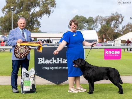 RUBISS Bellbidgee King Of Diamonds Labrador Retriever