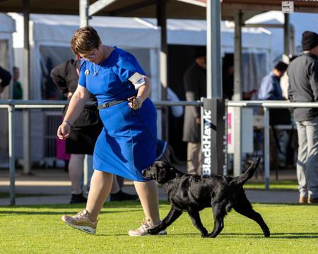 Bellbidgee All That Glamour Labrador Retriever