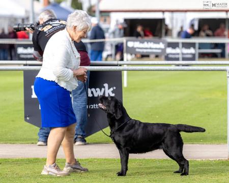Aust Ch Terracarol Lady Soul (AI) Labrador Retriever