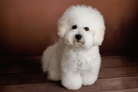 Bichon Frise puppy for sale by BELLRIZE