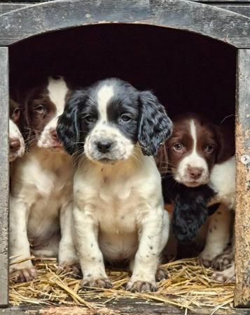 English Springer Spaniel puppy for sale by WHERRYMAN
