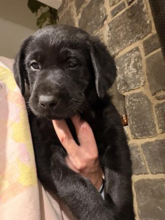 Labrador Retriever puppy for sale by BIMMELRUN
