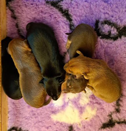 Miniature Pinscher puppy for sale by BLACKGRANITEMINPINS