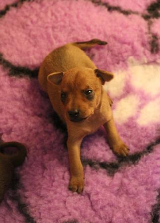 Miniature Pinscher puppy for sale by BLACKGRANITE