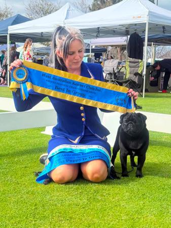Blacktye Love In the Dark Pug