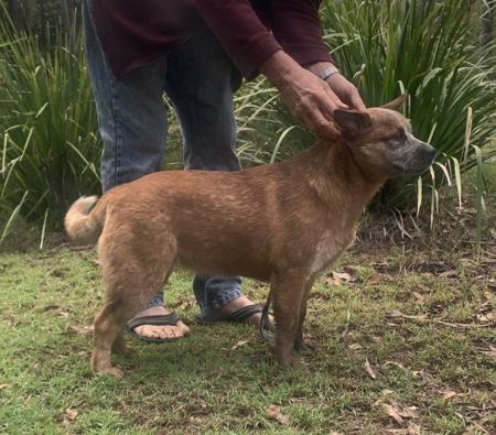 Australian Cattle Dog puppy for sale by BLUCALYPT